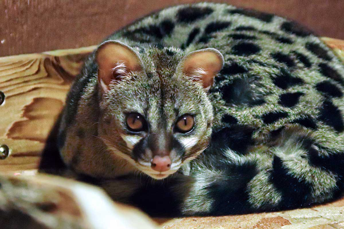 African Spotted Genet at GarLyn Zoo